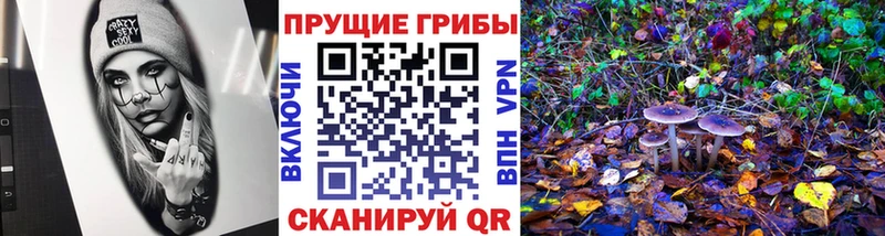 Галлюциногенные грибы Psilocybe Обнинск